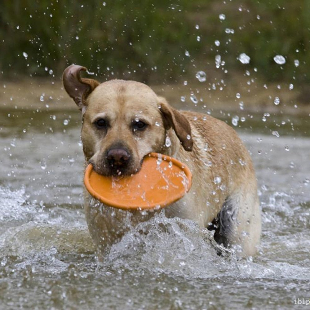 disco volador para perros